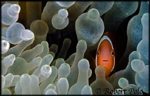 AnemoneFish by Robert Polo 